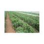 Plasa pentru plante 1,7x10m EvoTools